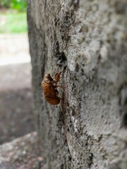 Cicada Shell on Concrete Wall Macro