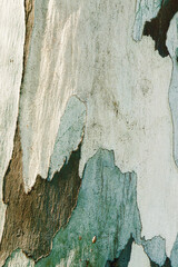 Naklejka premium Close up of natural tree bark texture organic, weathered layers of peeling wood in earthy tones. Macro photo nature design for backgrounds, eco concept, or textures in graphic design, colored spotted