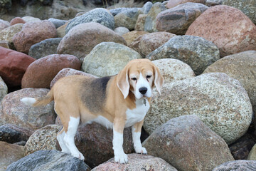 Beagle investigating rocky shoreline surroundings, Energetic dog inspecting rugged seaside environment, Alert beagle exploring colorful rocks by wet mossy shore