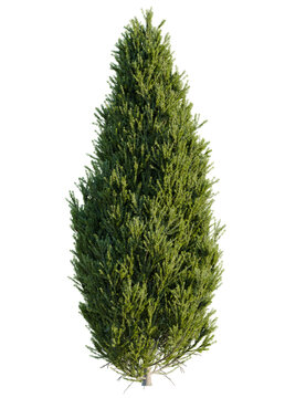 Juniperus communis tree 4k cutout, front view, transparent background, isolate, Stunning evergreen tree isolated on black for landscaping projects now