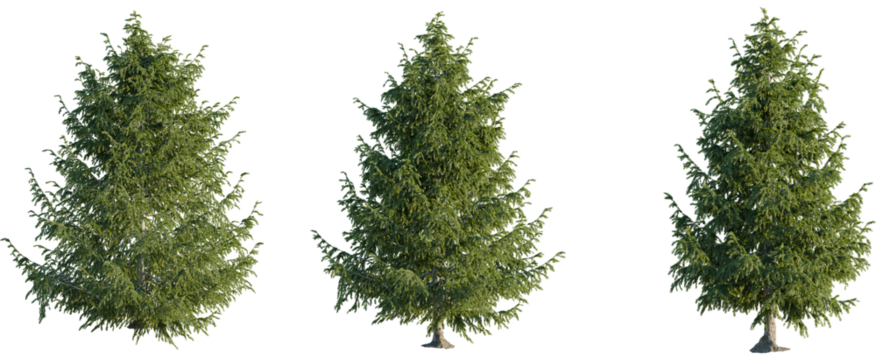 Picea abies tree 4k cutout, front view, transparent background, isolate, Elegant evergreen trees isolated on black background for design projects