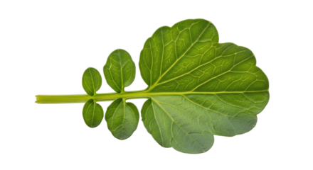 Vibrant green watercress leaf with its distinctive rounded leaflets and healthy appearance, showcasing fresh produce, isolated on transparent background