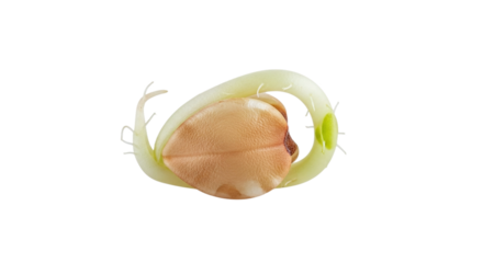 Freshly germinated seed showing the early stages of growth with a developing root and green shoot, isolated on a transparent background