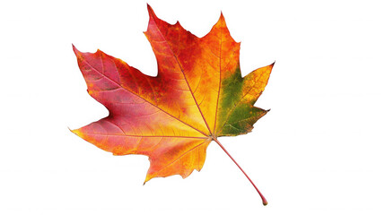 Colorful autumn maple leaf displaying vibrant seasonal colors on transparent background