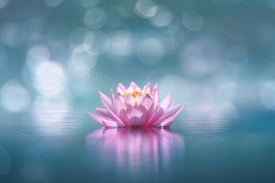 pink water lily or lotus flower on water, blur bokeh background