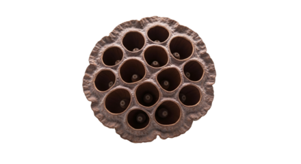 Closeup view of a dried lotus seed pod, featuring its intricate pattern of empty seed cavities, a natural botanical element isolated on transparent background