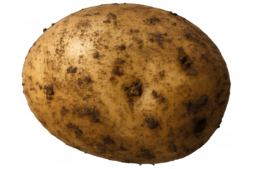 Fresh unwashed potato with dirt on skin, raw vegetable tuber for cooking, growing harvest concept, transparent background