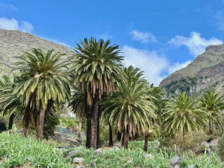 Hain aus kanarischen Dattelpalmen