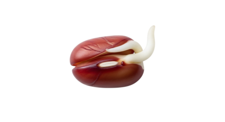 A vibrant red bean sprout with a white root emerging, symbolizing new life and natural growth, isolated on transparent background