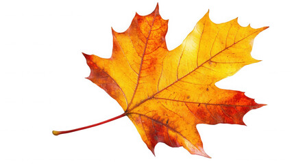 Obraz premium Vibrant autumn maple leaf displaying warm fall colors on transparent background