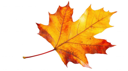 Vibrant autumn maple leaf displaying warm fall colors on transparent background