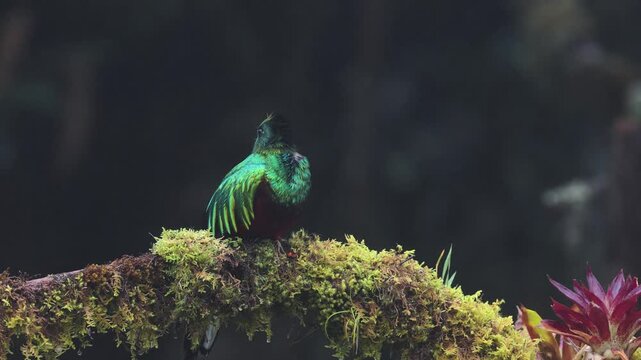Resplendent quetzal in Costa Rica 