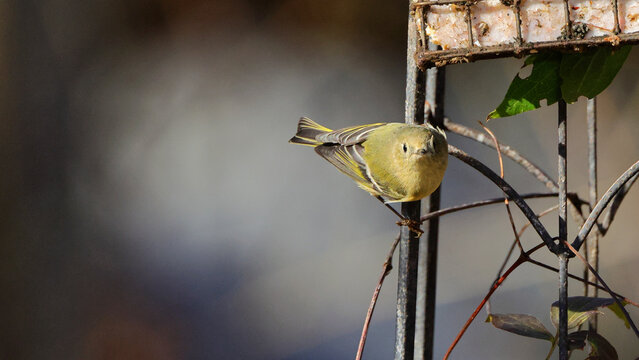 Ruby-crowned kinglet perched on black iron trellis eating suet. 