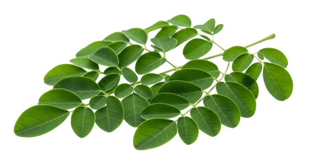 Fresh green moringa leaves on a branch with abstract green background green leaves plant