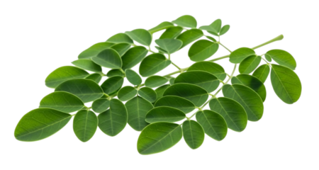 Fresh green moringa leaves on a branch with abstract green background green leaves plant