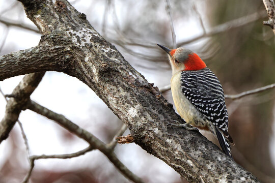Red bellied woodpecker perched on limb against blurry winter background.  - Powered by Adobe