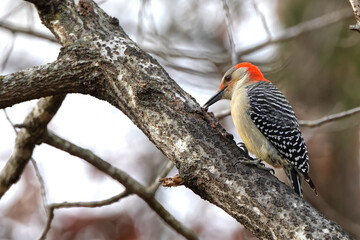 Red bellied woodpecker perched on limb against blurry winter background. 