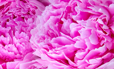 Pink peony flower and petals, Close-up.