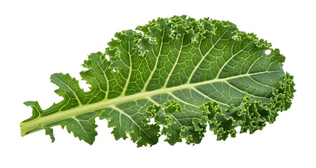 Single green kale leaf with ruffled edges and prominent veins vegetable food