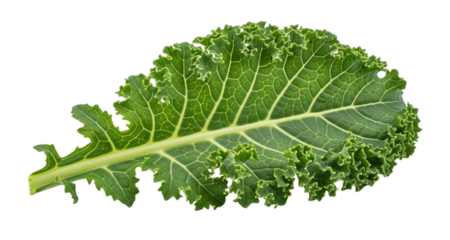 Single green kale leaf with ruffled edges and prominent veins vegetable food