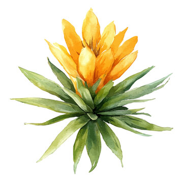 watercolor of Parodia Flower graphic, isolated on a white background.