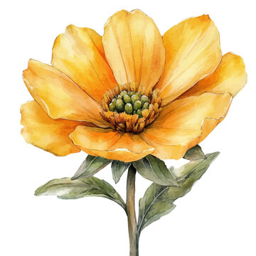 Parodia Flower, delicate watercolor illustration vector with soft and elegant colors, isolated on a white background.