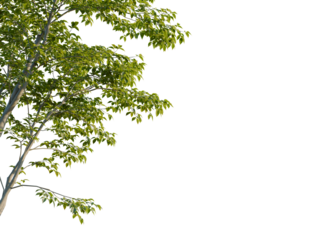 Castanea sativa tree corner view, cutout, transparent background, 8k png, isolate, Beautiful leafy tree branch against black backdrop for creative designs