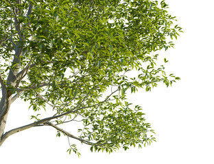 Castanea sativa tree corner view, cutout, transparent background, 8k png, isolate, Lush green tree branches create a calming natural scenic backdrop