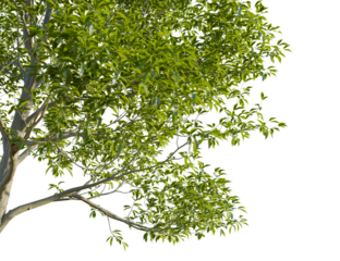 Castanea sativa tree corner view, cutout, transparent background, 8k png, isolate, Lush green tree branches create a calming natural scenic backdrop