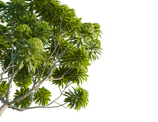 Euphorbia bourgeana tree corner view, cutout, transparent background, 8k png, isolate, Beautiful vibrant green tree branches with leaves isolated on black space