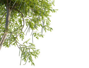 Moringa oleifera tree corner view, cutout, transparent background, 8k png, isolate, Moringa tree branches with leaves and seed pods against black backdrop