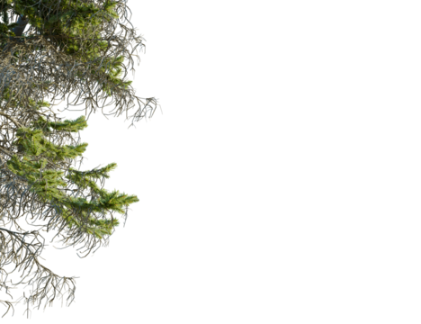 Abies nordmanniana tree corner view, cutout, transparent background, 8k png, isolate, Green tree branches against black background for overlay compositions