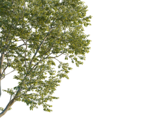 Zelkova serrata tree corner view, cutout, transparent background, 8k png, isolate, Vibrant tree leaves on black background for easy extraction work today