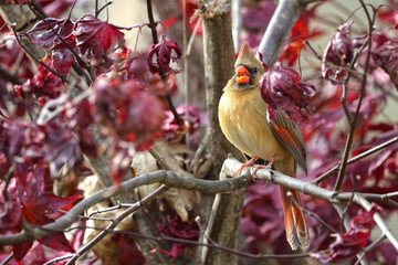 Female northern cardinal perched on limb against blurry winter background. 