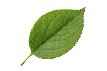 Obraz premium Single fresh green leaf against a transparent background, depicting nature, growth, organic concepts, and spring