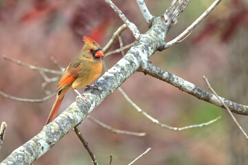 Female northern cardinal perched on limb against blurry winter background. 