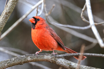 Male northern cardinal red bird perched on limb against blurry winter background. 