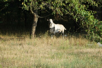 Silhouette of a domestic goat standing under a tree.