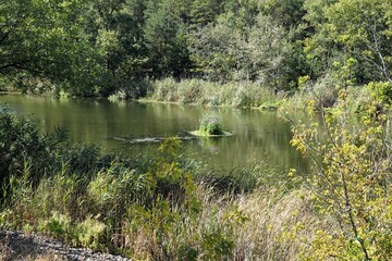 A grass island floats on a river