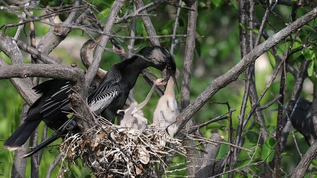 An anhinga nest in Florida 