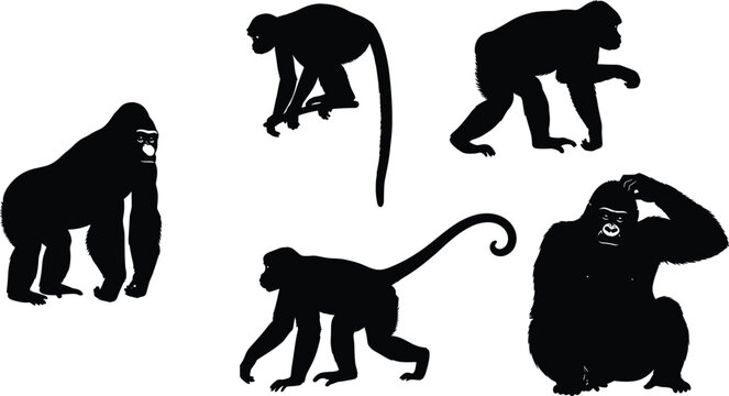 Primate Animal Silhouette Collection, Black and White Vector Art of Gorillas, Monkeys, and Apes in Various Poses for Wildlife Conservation and Zoo Display Design Isolated on White.