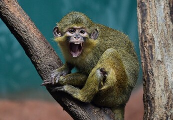 Obraz premium Gabon talapoin