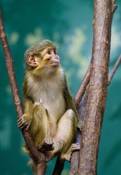 Gabon talapoin