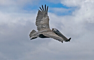 Brown pelican