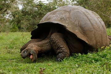 Gal&aacute;pagos giant tortoise