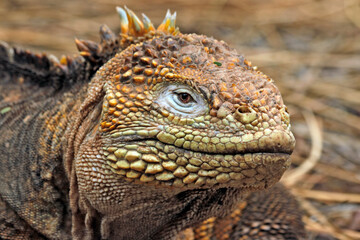 Galapagos land iguana