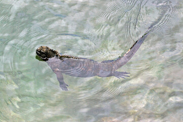 Marine iguana in the water