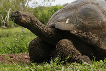 Gal&aacute;pagos giant tortoise