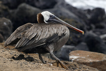 brown pelican on the beach