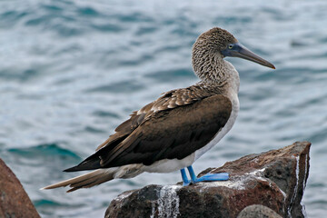 blue-footed boobie